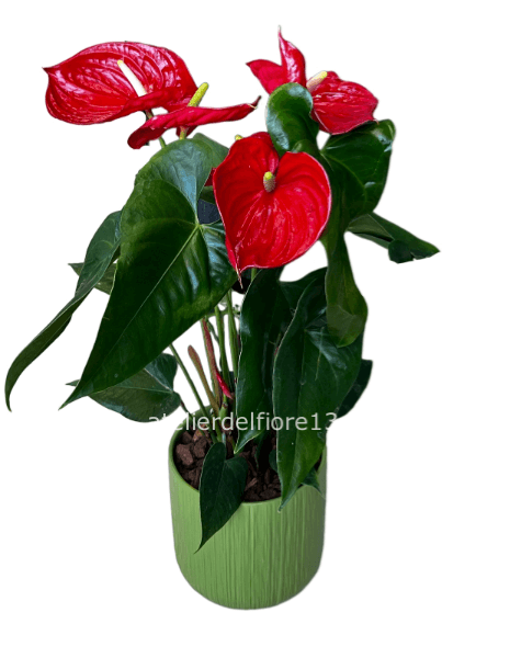 Pianta di anthurium