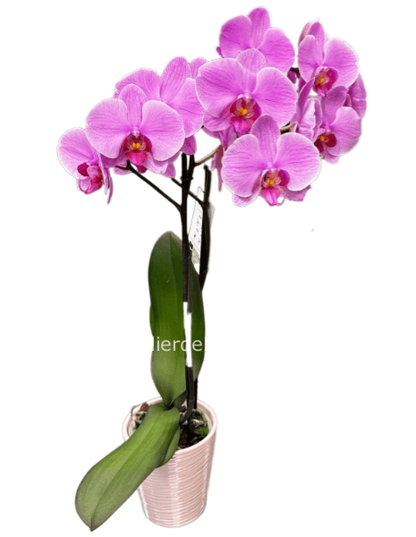 orchidea a due steli con vaso in latta