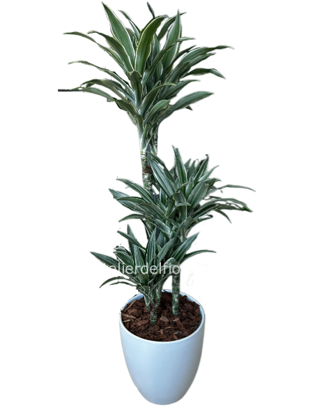 Dracena con vaso in ceramica