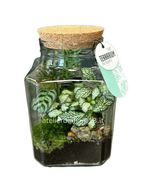 terrario misto piccolo