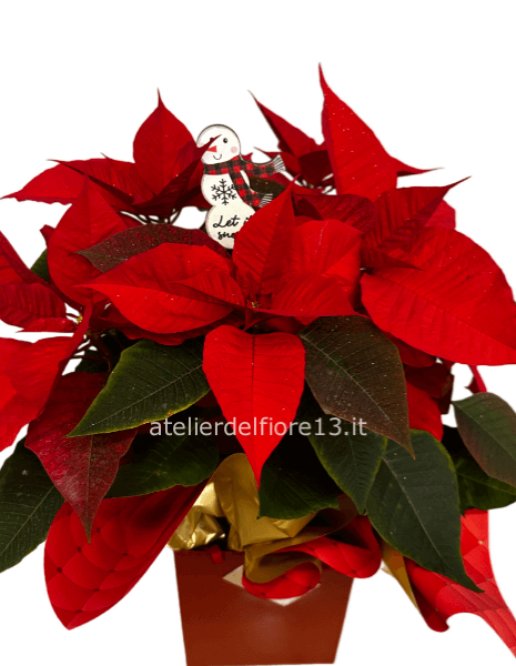 Stella di Natale rossa